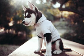 华体会登陆-樱花与武士刀，阿根廷人阿圭罗助阵日本击退德国战车