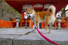 华体会登录-隐形的锁，当库里在防守端扼住命运的咽喉