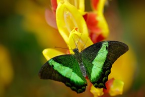 华体会官网-哈兰德化身北欧战神，巴黎圣日耳曼奇袭绝境，一场定义时代的压哨诛心战