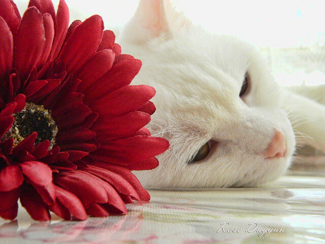 华体会体育-弱肉强食森林法则，当福克斯的狡黠戏耍灰熊的碾压，黄蜂的刺还剩几分？  第1张