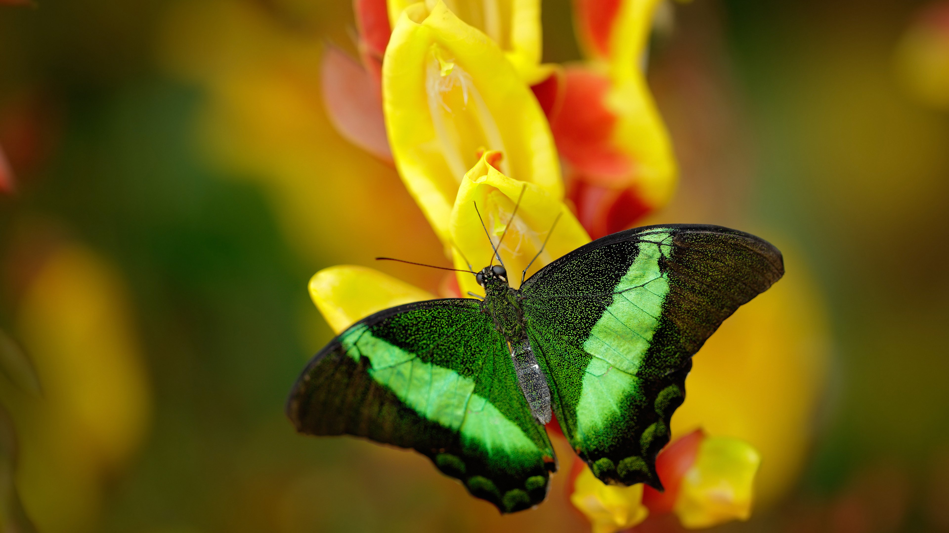 华体会官网-哈兰德化身北欧战神，巴黎圣日耳曼奇袭绝境，一场定义时代的压哨诛心战  第1张