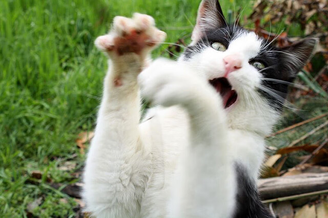 华体会app-足球智慧战胜身体对抗,久保建英的硬仗之王炼成记 第2张 华体会app-足球智慧战胜身体对抗,久保建英的硬仗之王炼成记 第2张